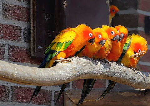 Parrots: Feathered Friends-elanura