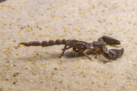 Emperor Scorpions-elanura