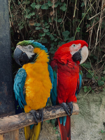 Macaws: Colorful and Lifelong Companions-ElaNuRa
