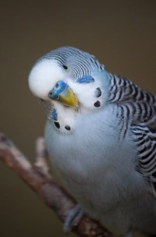 Budgerigars (Budgies): Small Birds with Big Lifespans-ElaNuRa