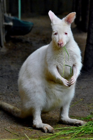 Wallabies-elanura