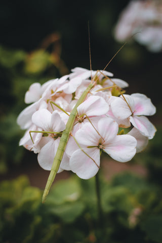 Stick Insects-elanura