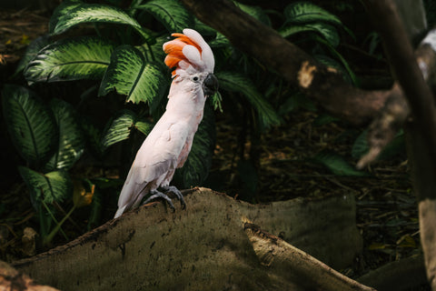 Cockatoos: Energetic Lifelong Friends-ElaNuRa