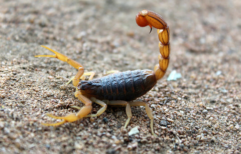 Scorpions-elanura