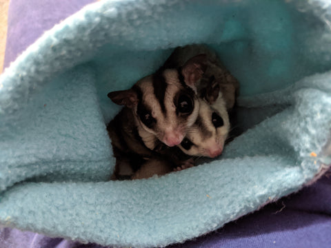 Sugar Gliders-elanura