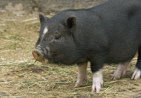 Miniature Pigs: A Pocket-Sized Delight-elanura