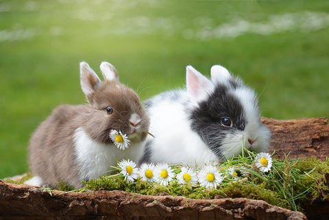Rabbits: Surprising Cuddle Bunnies-Elanura
