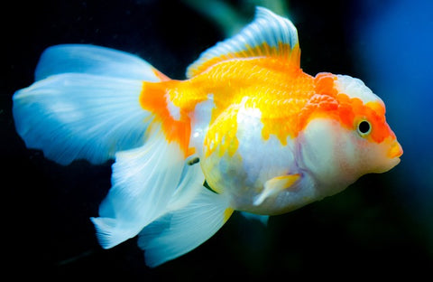 Goldfish: Simple Beauty, Long Lives-ElaNuRa