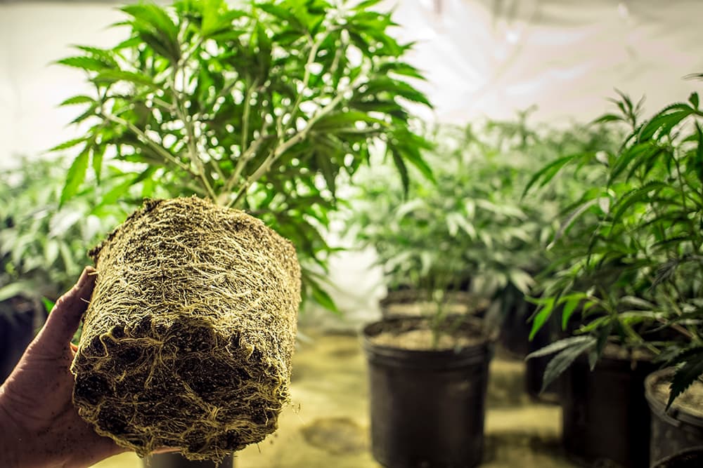 marijuana roots transplanting