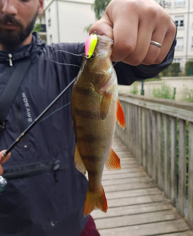 Une perche prise avec une cuillère SV Fishing