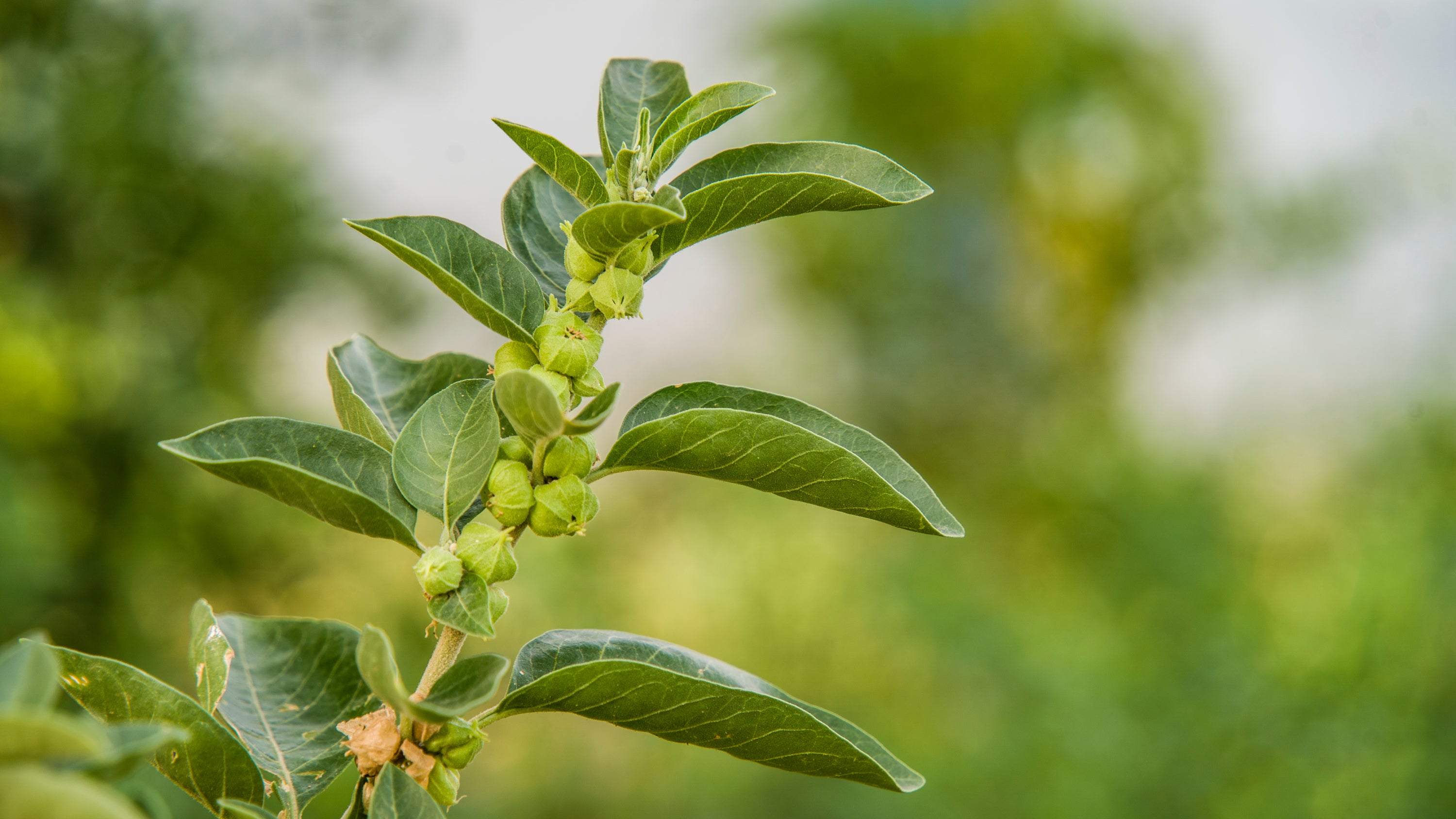 When to Take Ashwagandha - Woven Earth