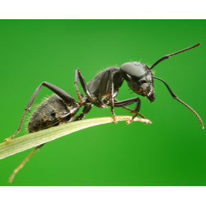 is black ant powder really made from ants