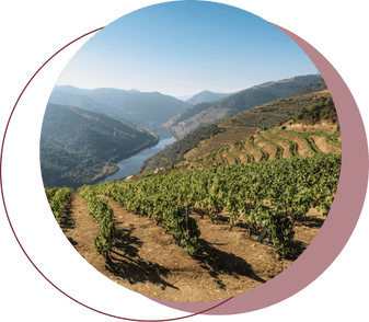  Breathtaking view of a vibrant Portuguese vineyard with rows of lush grapevines, nestled in the heart of mountains with a river flowing in the background, representing the authentic source of Exotic Wine Club's selections