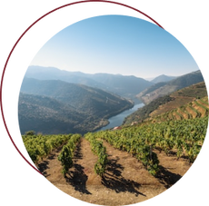 Breathtaking view of a vibrant Portuguese vineyard with rows of lush grapevines, nestled in the heart of mountains with a river flowing in the background, representing the authentic source of Exotic Wine Club's selections.