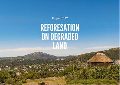 Carbon Neutral Britain Project 1197: Reforestation on Degraded Land - Uraguay