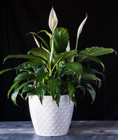 Peace Lily Plant Homewares