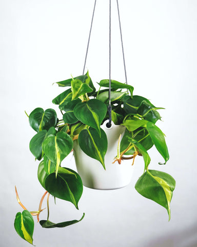 Philodendron Plant Homewares