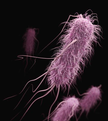 ¿El CBD combate las bacterias?