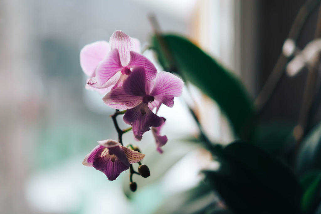 Gedüngte Orchidee vom Nahen