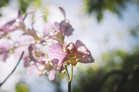Eine verblühte Orchidee
