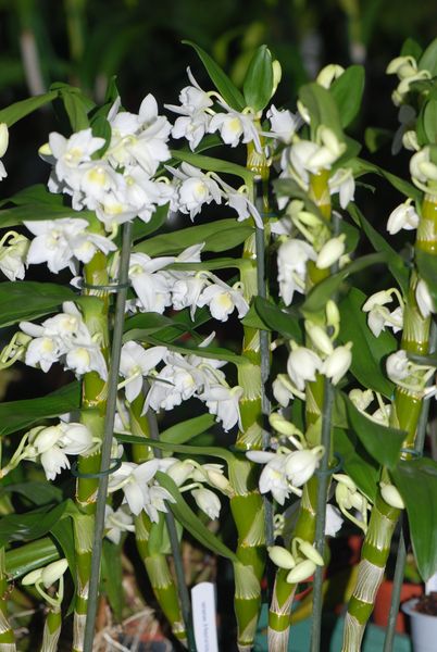 Dendrobium nobile Hybride weiß