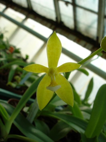 Phalaenopsis cornu-cervi &