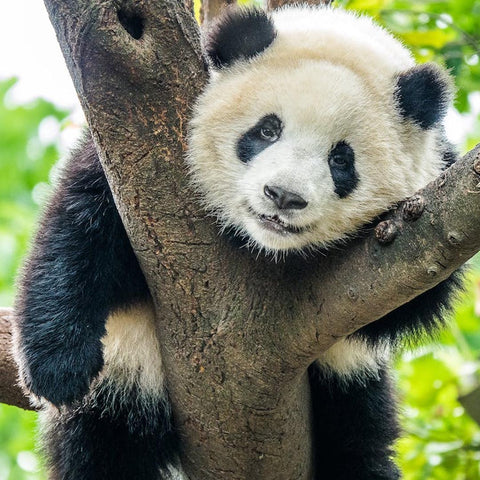 Panda in tree for National Panda Day