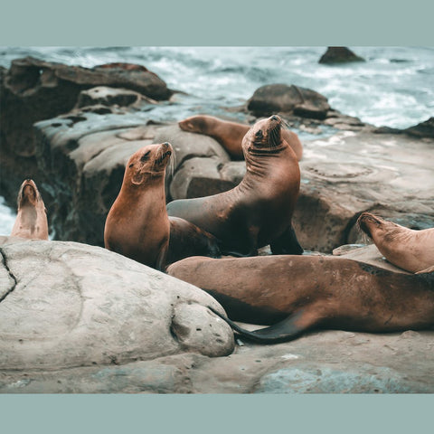 Sea Lions