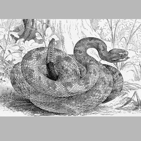 Rattlesnake Illustration