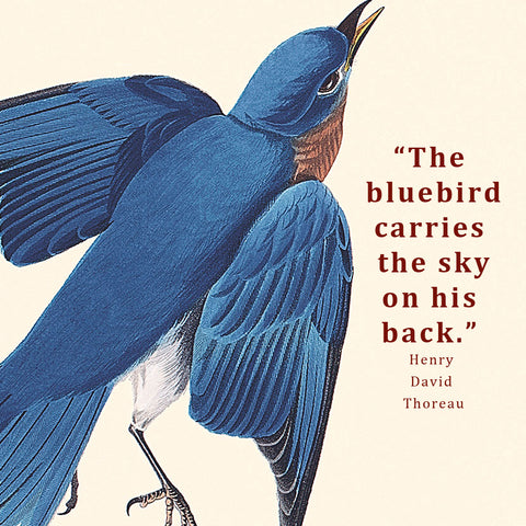 Bluebird painting and bluebird quote by Thoreau 