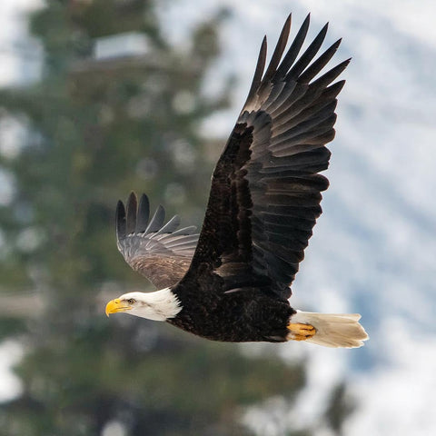 Eagle in flight 