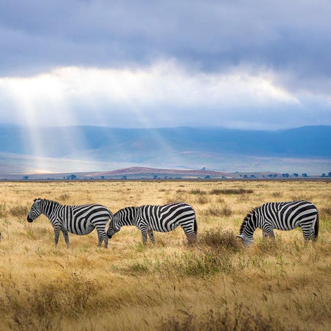 Zebras in the sunlight