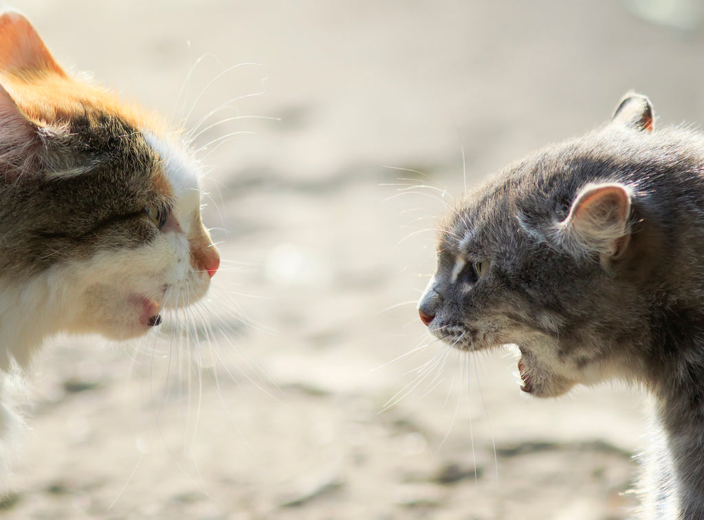 Bagarres Entre Chats Que Faire Et Comment Les Eviter Equilibre Instinct