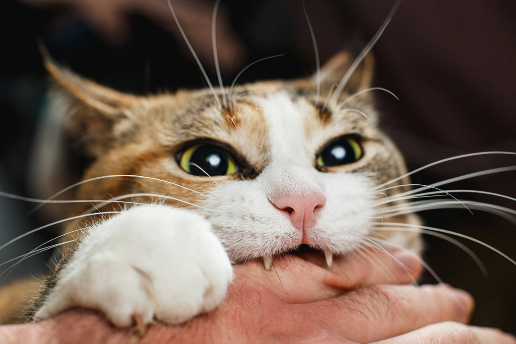 Pourquoi Les Chats Mordent Ils Equilibre Instinct