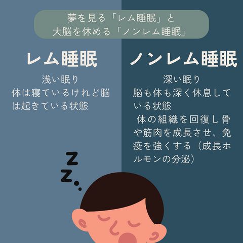 レム睡眠とノンレム睡眠を説明している