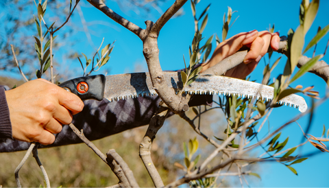 Sculpting plants for optimal growth and beauty with pruning saws
