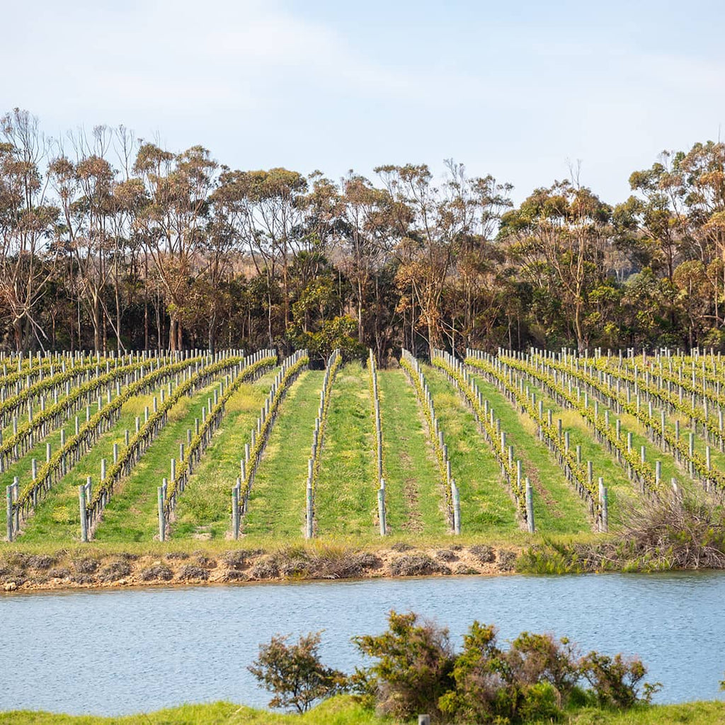 Glenmore Wines Vineyards in Yallingup, Western Australia