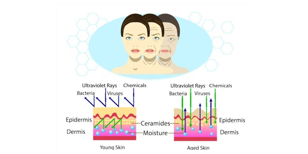 Benefits of Ceramides For Skincare