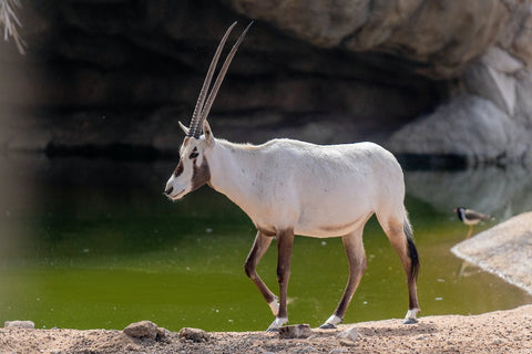 A photograph of an oryx standing beside a river.