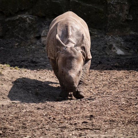 Photograph of a young Indian rhinoceros.