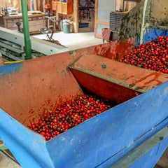 Cherries at Wet Mill