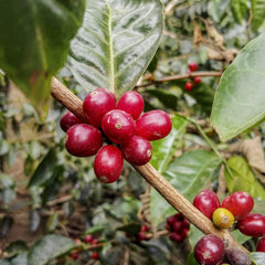 Coffee Cherry