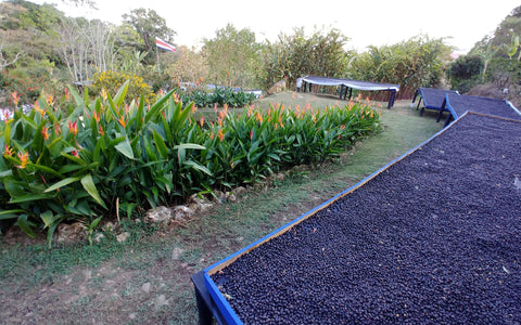 Natural coffees drying at La Chumeca