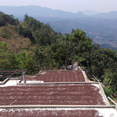 Drying Beds