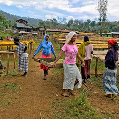 Two women carrying green coffee beans to sorting table