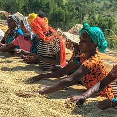 Group of women sorting green coffee beans