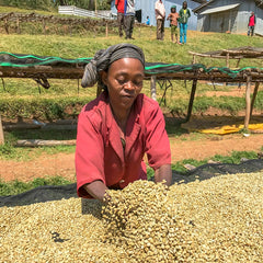 Green Coffee Sorting