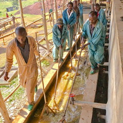 Green Coffee Washing