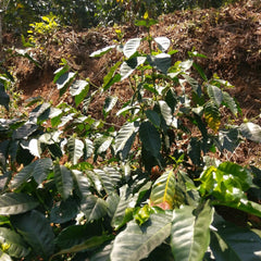 Healthy coffee plant