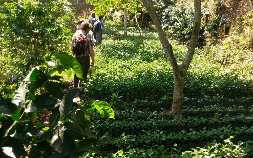 Coffee nursery